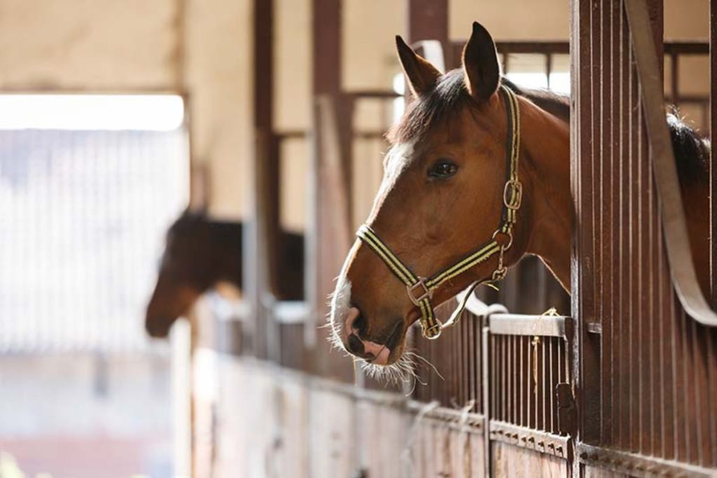 Horse Supplements