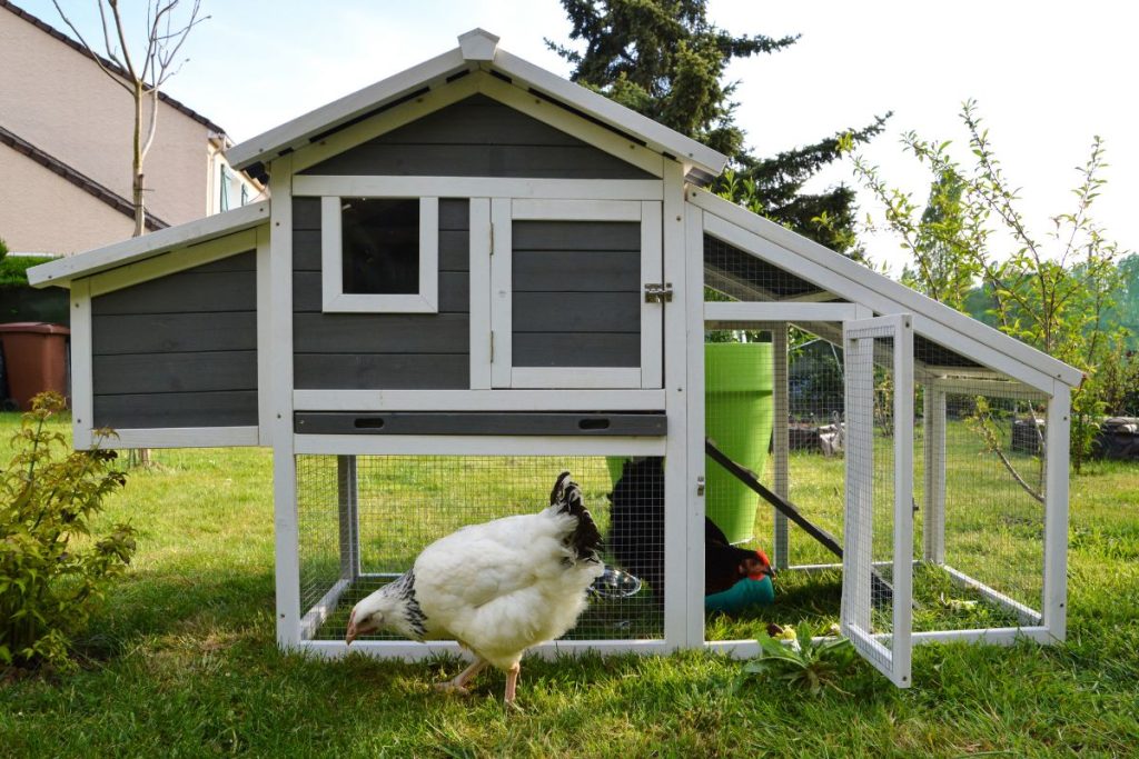 Chicken Habitat