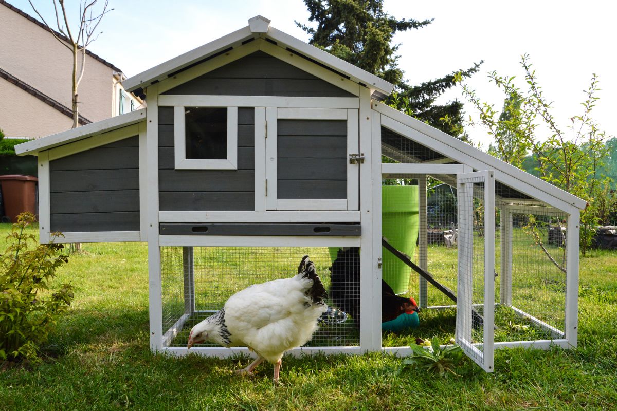 Chicken Habitat