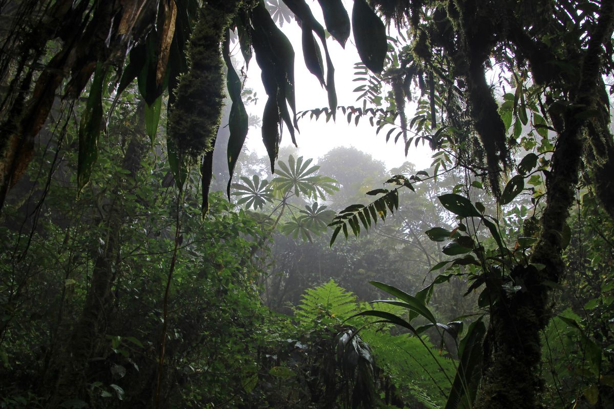 Days 4 and 5 Monteverde Cloud Forest
