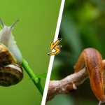 Slug vs Snail