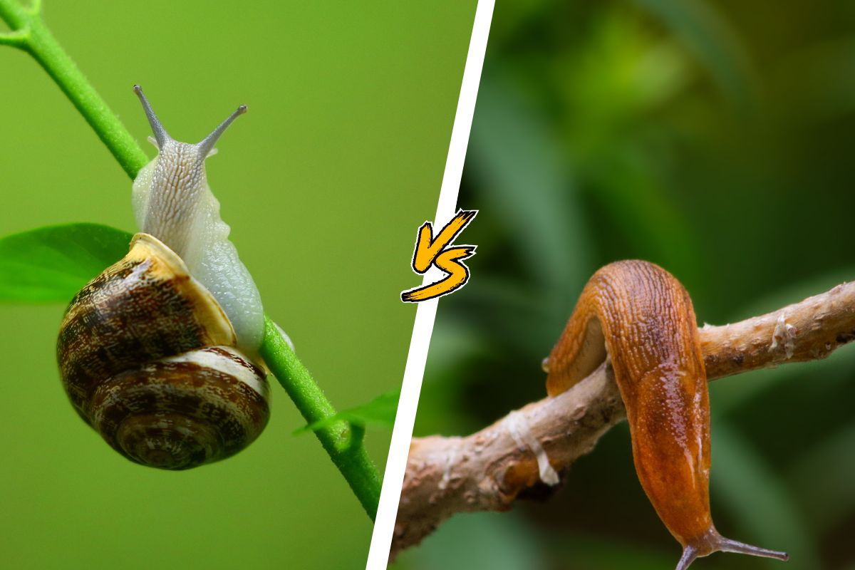 Slug vs Snail