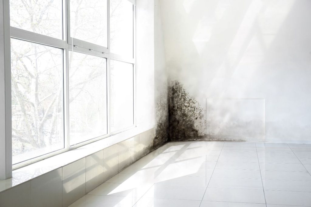 Mould and Damp in Home and Office
