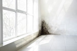 Mould and Damp in Home and Office
