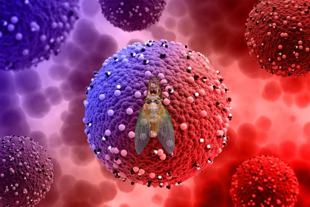 Cicada COVID-19 New Variant